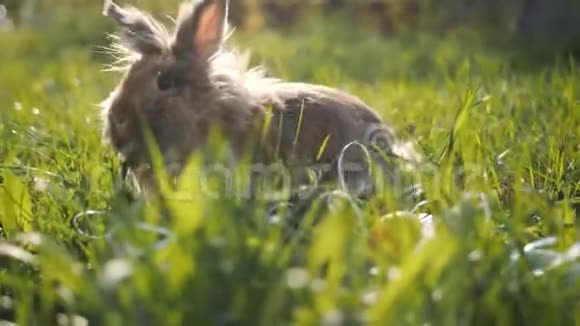 小兔子在晴天吃草班尼布朗视频的预览图