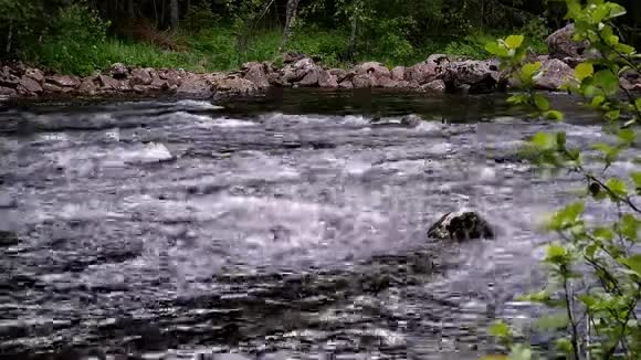 挪威阿克斯胡斯赫达尔附近森林中的岩石和巨石上流淌着清澈的河水视频的预览图