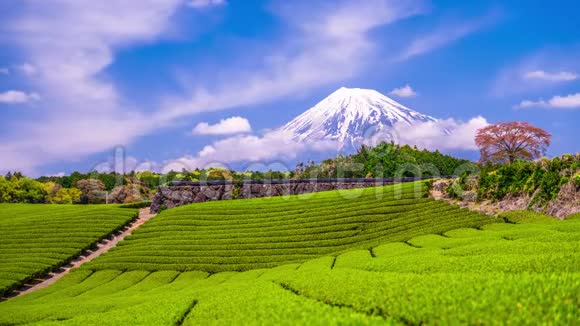 茶园与富士山视频的预览图