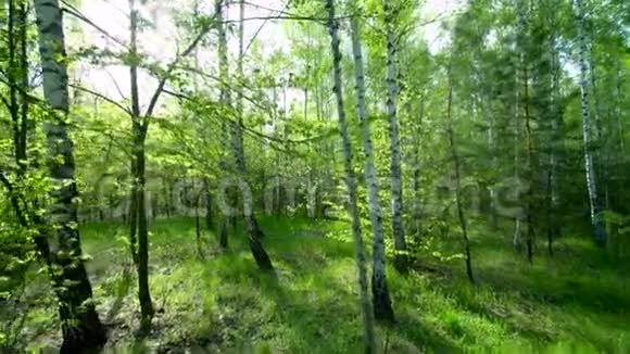 在春天的森林里沿着小路走视频的预览图