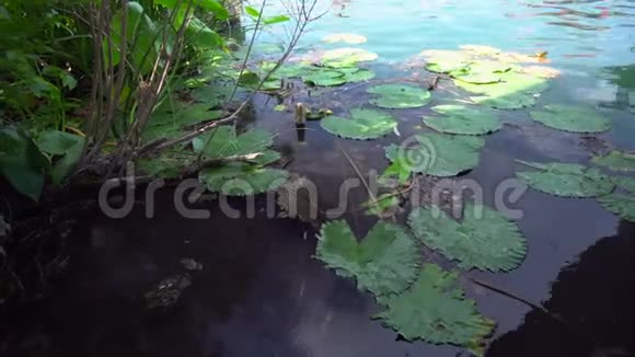 百合花在匈牙利的赫维兹湖上视频的预览图