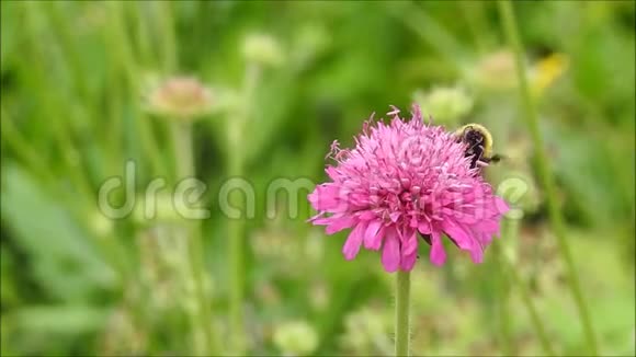 英国大黄蜂昆虫花蜜以春花为食视频的预览图