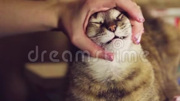 女孩抚摸一只条纹猫有趣的脸宠物视频的预览图
