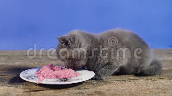 猫吃一块肉视频的预览图