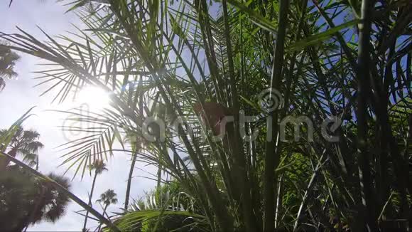 阳光透过热带气候植物背景中有棕榈树叶子视频的预览图