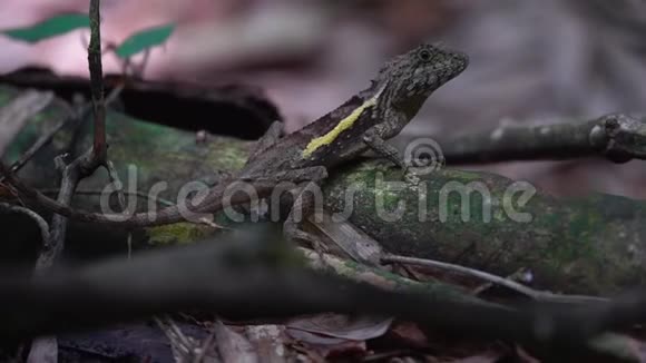 斯温霍尼蜥蜴文凭又称台湾蜥蜴斯温霍和斯温霍树蜥蜴视频的预览图