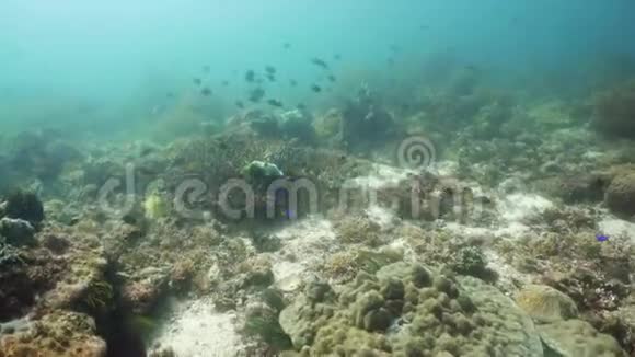 美丽的珊瑚和热带鱼特写热带五颜六色的水下海景与珊瑚礁Camuin视频的预览图