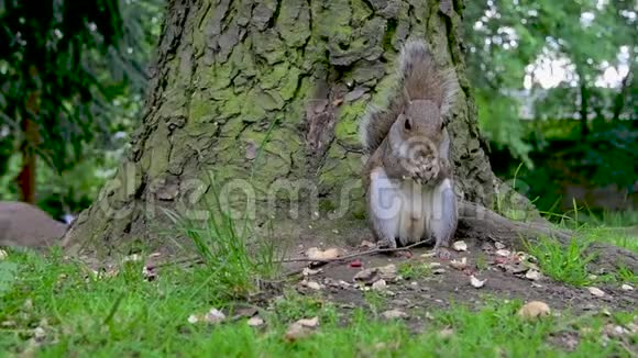 超级慢动作灰松鼠在树下的公园吃坚果视频的预览图