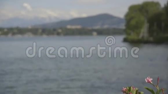 湖里的花视频的预览图