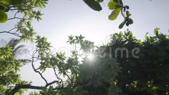 阳光透过绿色的树叶飘落视频的预览图