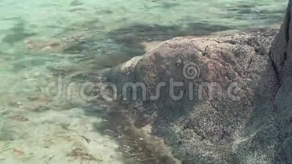 塞舌尔普拉斯林岛小海蟹在石头上爬行旅游度假旅游理念热带岛屿视频的预览图