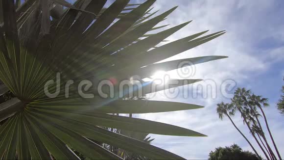 沙漠时间流逝太阳在沙漠植物中闪耀背景是棕榈树视频的预览图