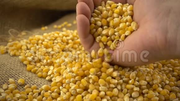 有机的生的干燥的玉米或玉米粒从雄性手中缓慢地落在玉米粒堆上视频的预览图