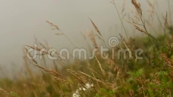 风中的草有雾的自然背景视频的预览图