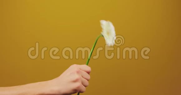 雄手握着花在花架中央女孩嗅着一朵花在黄色的背景上亲吻它视频的预览图