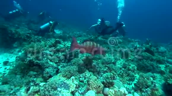 苏丹红海珊瑚藻和潜水员视频的预览图