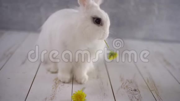 白兔在灰墙上吃黄色的蒲公英视频的预览图