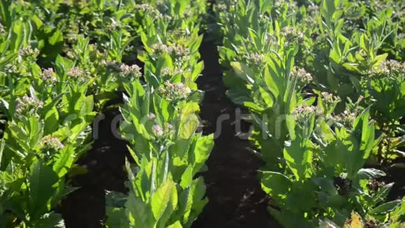 风在田野上吹烟叶花农场种植的新鲜绿色开花烟草植物为了雪茄视频的预览图