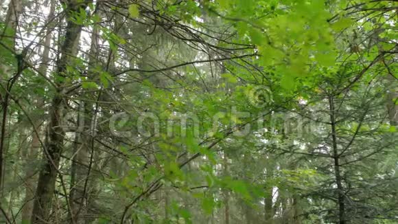 针叶林和高大乔木视频的预览图