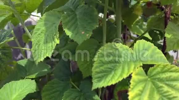 成熟的红树莓灌木特写夏天花园里的树莓灌木视频的预览图