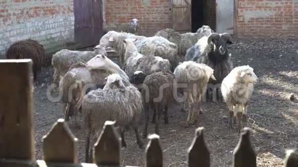 在阳光明媚的夏日一群留着长发的家养绵羊在围栏后面的钢笔里吃草4K视频的预览图
