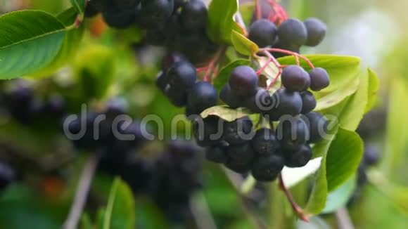 夏天树上的黑色噎食索巴罗尼亚米茨库里尼视频的预览图