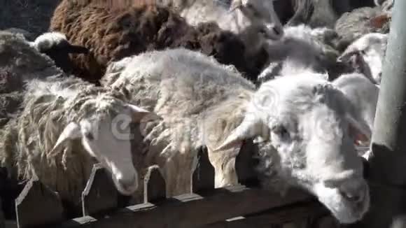 在阳光明媚的夏日里好奇的留着长发的白羊和黑羊透过篱笆在动物园里看着快关门4K视频的预览图