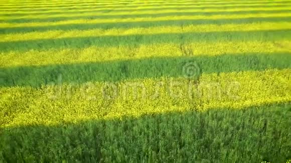 生长着黄色和绿色的油菜在平行线上种植的田视频的预览图