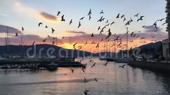 日落时分海鸥飞过水面视频的预览图