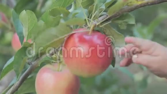 新鲜的苹果挂在花园里的苹果树的树枝上视频的预览图