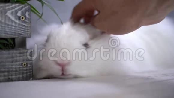 一只大鼻子的兔子被人用手抚摸视频的预览图