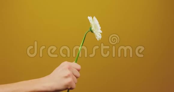 雄手握着花在花架中央女孩嗅着一朵花在黄色上接受一份礼物视频的预览图