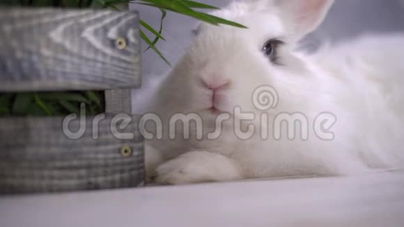 一只长得很滑稽的兔子鼻子很大呼吸着看着镜头视频的预览图