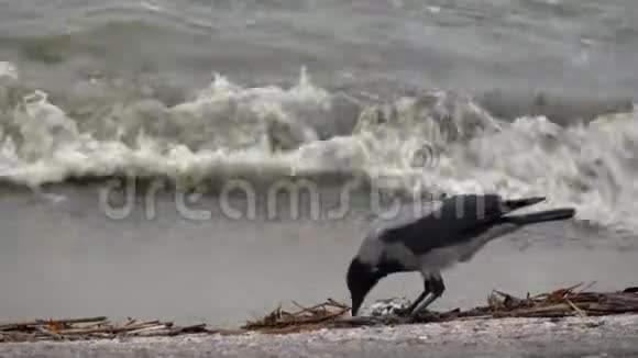 戴着帽子的灰乌鸦科维斯科尼克斯采摘死鱼和海浪视频的预览图