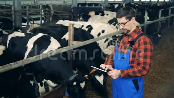专家正在检查咀嚼奶牛同时拿着药片视频的预览图