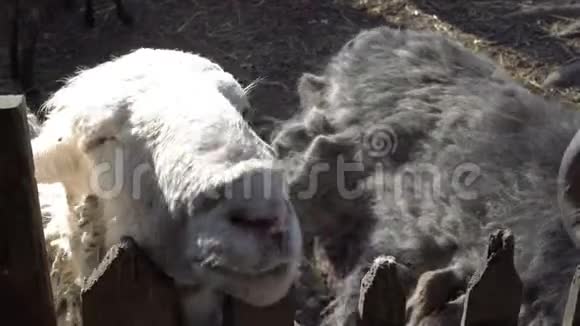 在阳光明媚的夏日一只白羊和一只有角的黑山羊的头特写在篱笆上4K视频的预览图