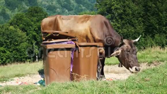 奶牛在垃圾箱附近吃塑料袋视频的预览图