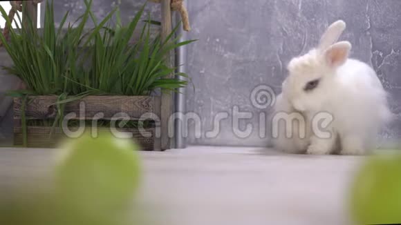 一只衣冠不整的白兔在一个木栏杆附近打扫卫生视频的预览图