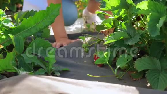 一个小女孩从花园的床上摘草莓视频的预览图