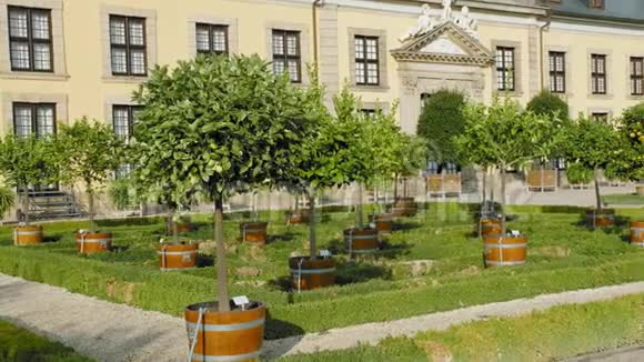 德国汉诺威柑桔园一个美丽的中世纪宫殿附近的由柑桔柠檬柑桔和柑桔组成的花盆视频的预览图