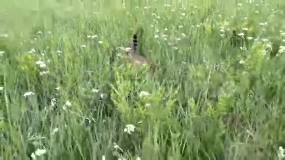 一只斑猫穿过梅道视频的预览图