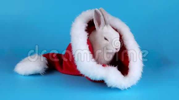 滑稽的兔子戴着圣诞老人的帽子洗脸视频的预览图