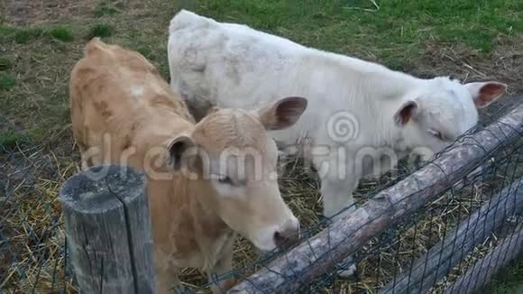 两只小牛在木栅栏后面视频的预览图