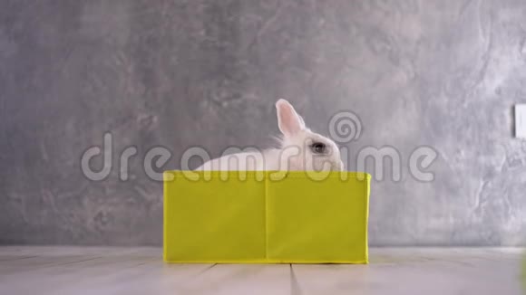 小白兔坐在黄色的盒子里视频的预览图