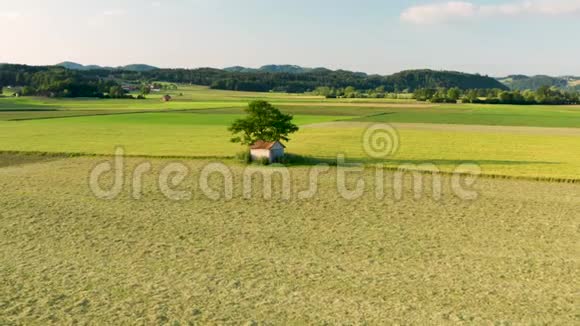 一棵大树下的小谷仓周围是被朝阳照亮的田野和草地视频的预览图