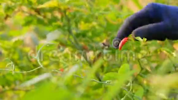 早晨农民在树上摘辣椒种子前景模糊视频的预览图