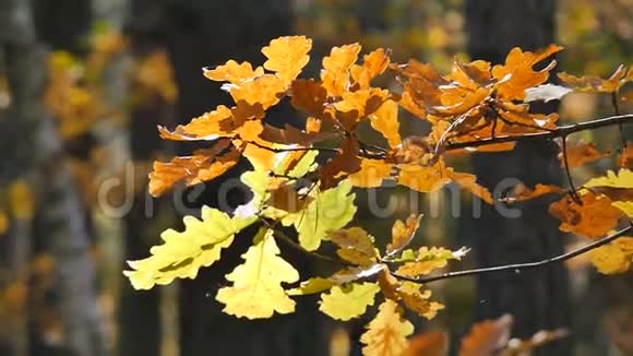 林中黄叶摄像机从右向左滑动特写镜头视频的预览图