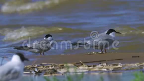 两只燕鸥坐在靠近水边的沙质岸边休息海浪在岸上翻滚视频的预览图
