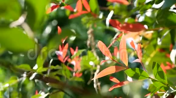 红绿两色的白樱桃或百合又称克里斯蒂娜植物薏米视频的预览图