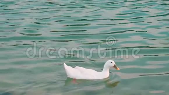慢动作的白鸭子在池塘里游泳视频的预览图